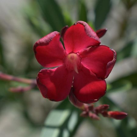 Palmengarten Finning Екстериор снимка